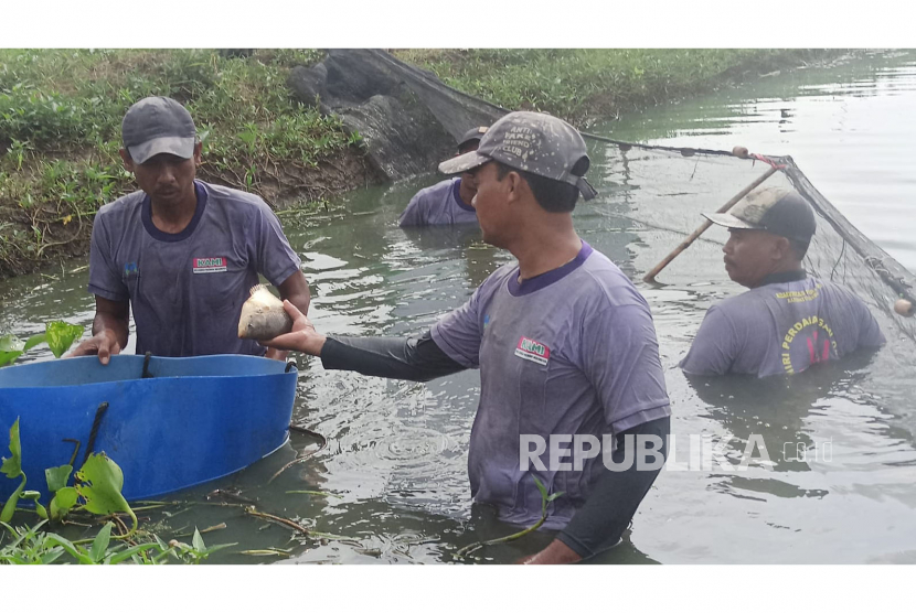 Dompet Dhuafa dan The Harvest melakukan panen ikan gurame di tambak DD Farm Indramayu.