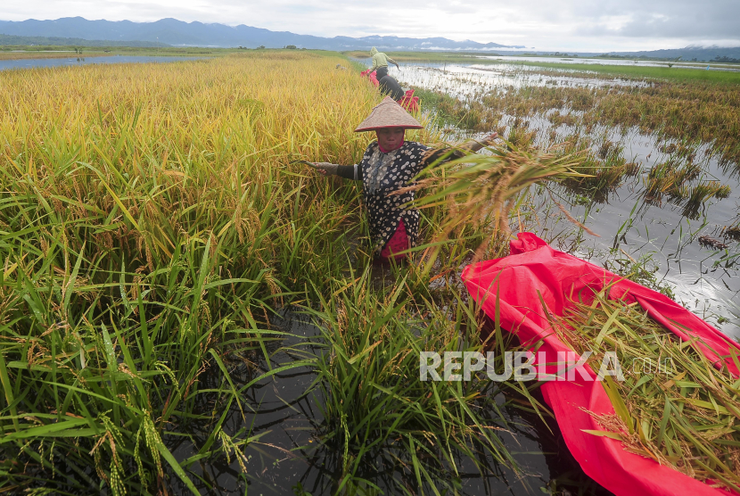 Petani memanen padi di sawah yang terendam banjir di Semerap, Kerinci, Jambi
