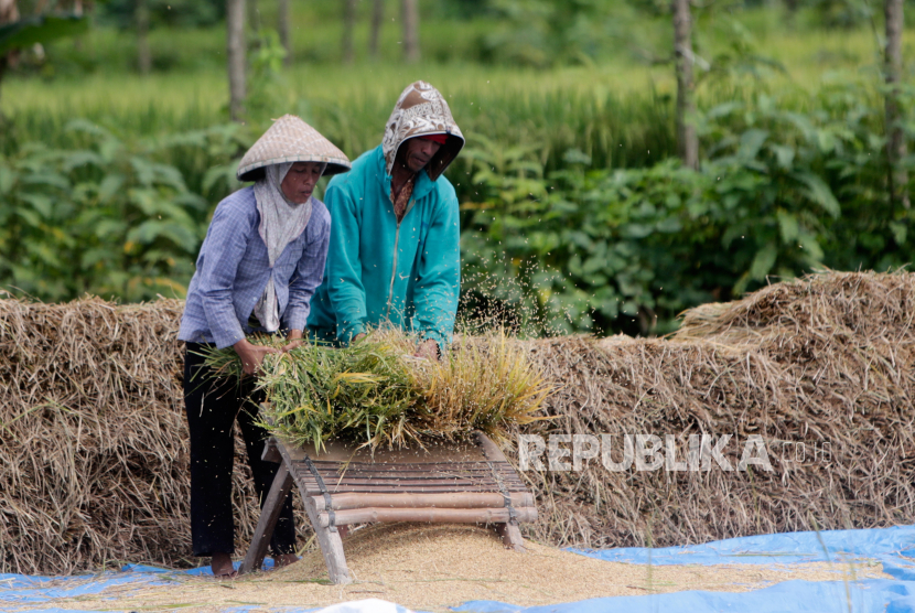 Seorang petani memanen padi. Beras masih menjadi bahan pokok utama di Indonesia.