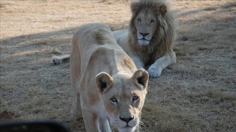  Tiga singa dan dua puma dipastikan terjangkit virus corona, menurut penelitian terbaru di Afrika Selatan.