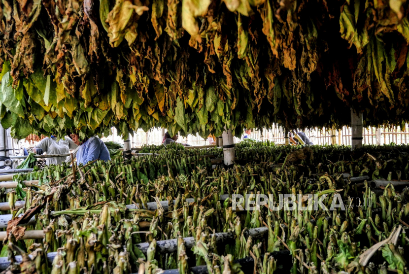 Petani menjemur tembakau Jantur di gantangan, Tulung, Klaten, Jawa Tengah. (ilustrasi)
