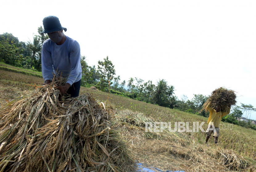 Petani memanen padi di area persawahan di Kulon Progo, Yogyakarta, Selasa (2/6). Kementerian Pertanian memasang target produksi beras sebanyak 33,6 juta ton beras