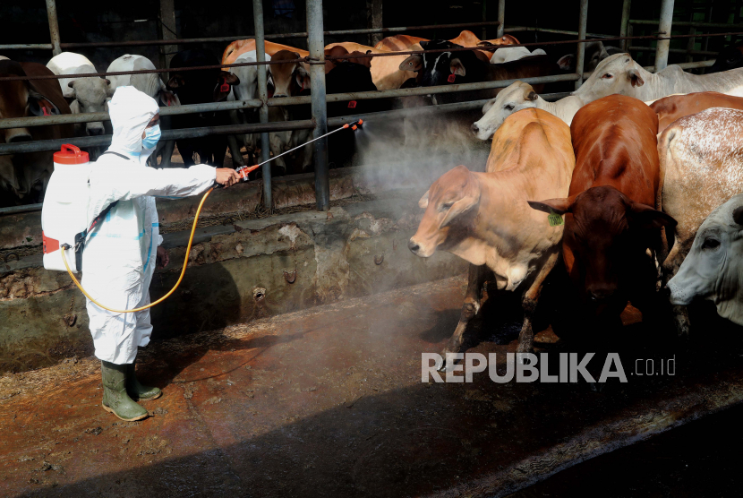 Petugas kesehatan rumah potong hewan Indonesia menyemprotkan desinfektan di kandang sapi di kandang sapi CV Puput Bersaudara di Depok, Jawa Barat, Indonesia, 20 Mei 2022. 