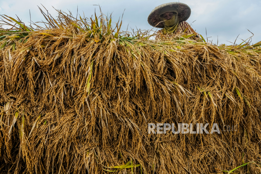 Petani memanen padi di Desa Tambak Baya, Lebak, Banten, Rabu (8/4/2020).  