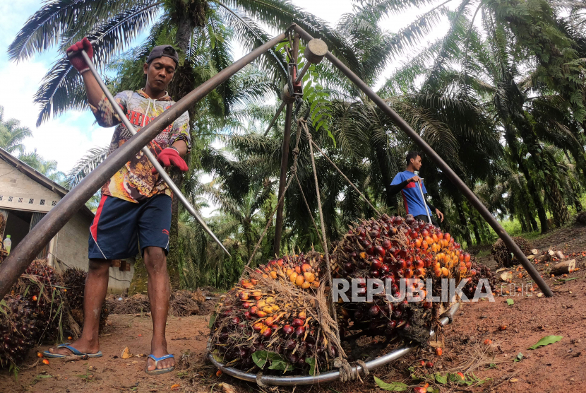 Pekerja menimbang tandan buah segar (TBS) kelapa sawit usai dipanen di Tebo Ilir, Tebo, Jambi, Selasa (22/9/2020). 