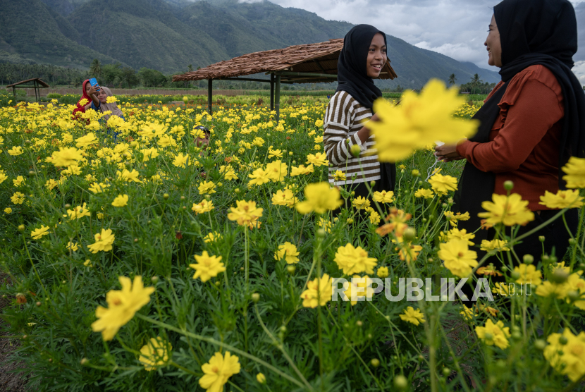 Sejumlah pengunjung berswafoto saat mengunjungi Taman Bunga Mekar Asih di Desa Beka, Sigi, Sulawesi Tengah, Rabu (13/12/2023). Peneliti gunakan AI untuk ungkap asal warna bunga kuno.