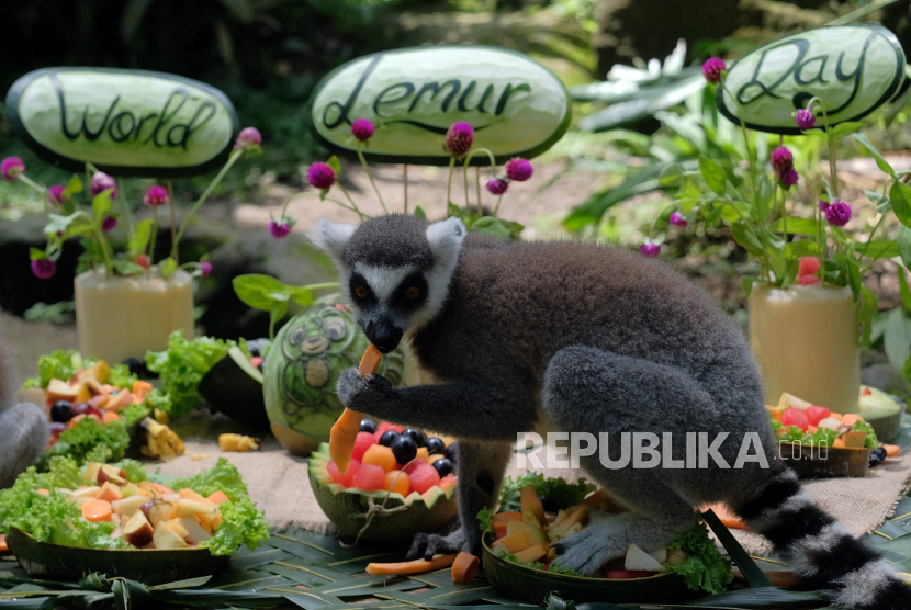 Seekor Lemur (Lemur catta) menyantap buah-buahan yang disajikan dalam perayaan Hari Lemur Sedunia di Bali Zoo, Gianyar, Kamis (29/10/2020). Kebun binatang tersebut dalam rentang waktu tiga tahun berhasil mengembangbiakkan delapan ekor dari lima induk Lemur yaitu empat betina dan satu jantan untuk konservasi satwa endemik Madagaskar itu sekaligus sebagai daya tarik pariwisata. 