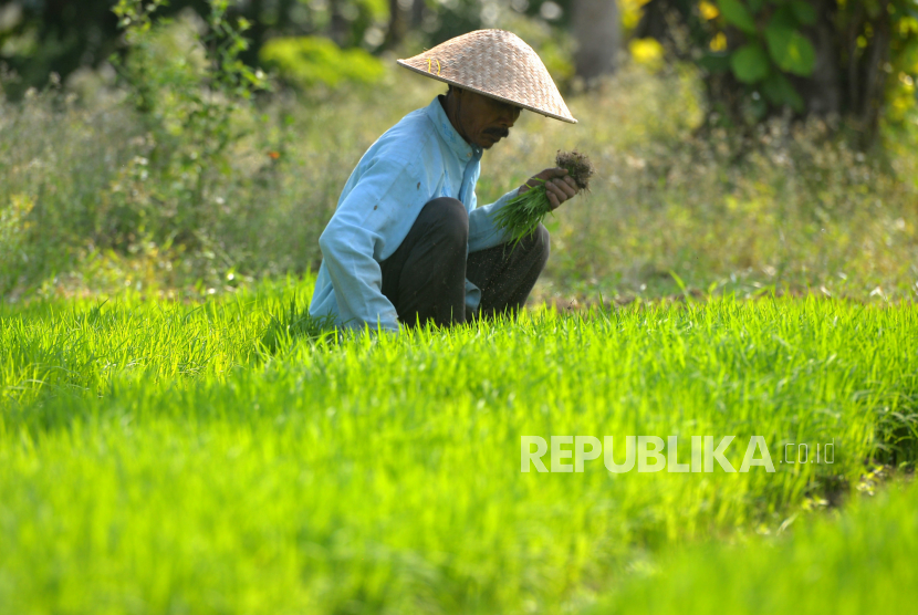 DPRD Minta Pemprov NTB Beri Subsidi Petani untuk Atasi Kemiskinan (ilustrasi).