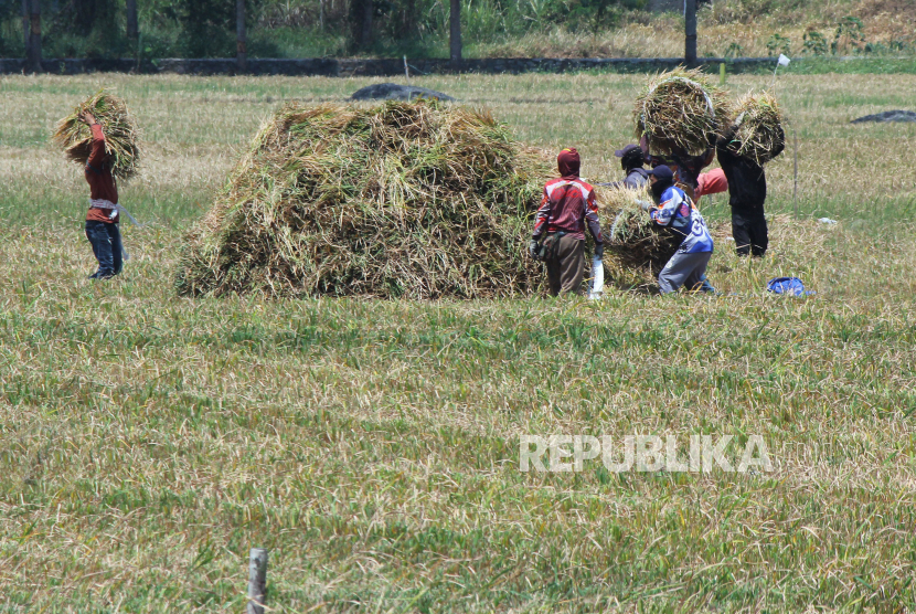 Buruh tani mengumpulkan padi yang baru dipanen di Rancanumpang, Gedebage, Kota Bandung, Selasa (12/9/2023). Panen padi di saat kemarau, di tengah kenaikan harga gabah kering, membuat banyak petani sumeringah. Menurut pelaku usaha penggilingan padi, harga gabah kering saat ini mengalami kenaikan harga dari Rp 5.000 per kilogram menjadi Rp7.000 per kilogram.