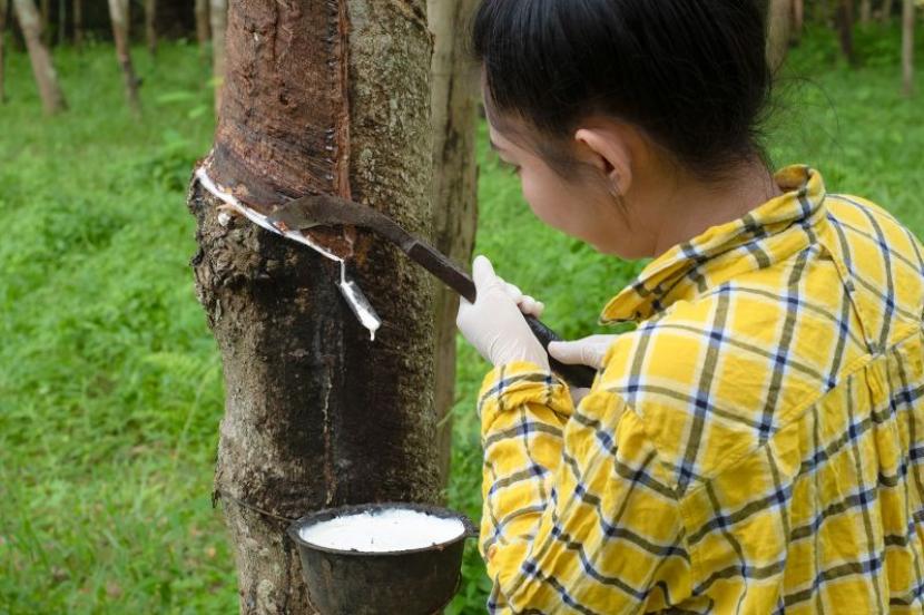 Perusahaan asal RI bantu Thailand jamin karet bebas deforestasi.