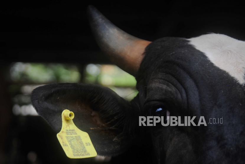 Hewan kurban sapi (ilustrasi). Dinas Pertanian Cirebon memperketat pengiriman hewan kurban.