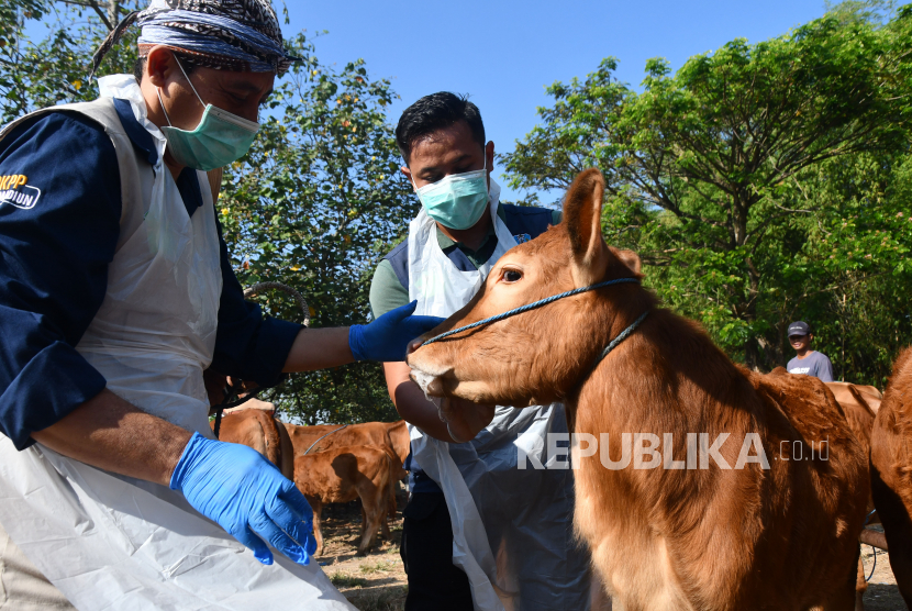 Dokter hewan memeriksa kondisi kesehatan sapi mencegah penyakit antraks. Gubernur DIY Sri Sultan sebut belum perlu untuk tetapkan status KLB penyakit antraks.