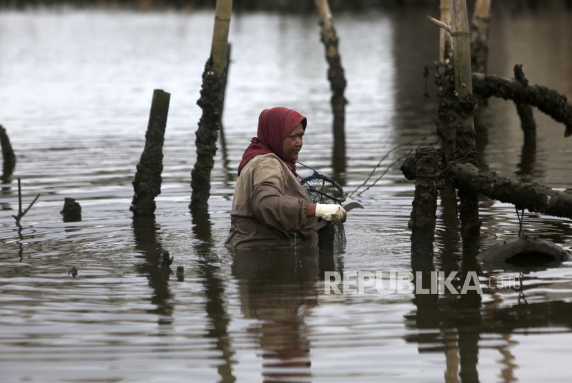 Ilustrasi seorang perempuan Aceh bekerja di daerah rawa sebagai pemburu tiram di Banda Aceh.