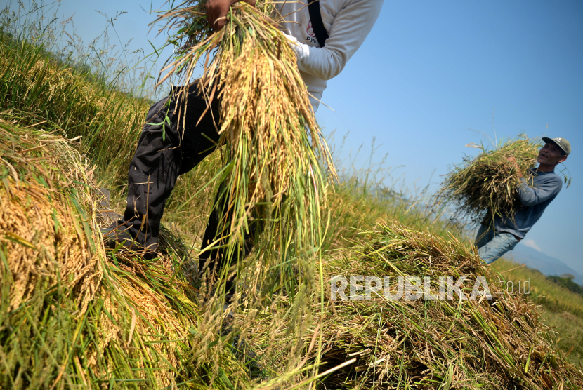 Petani membawa padi IR 64 saat panen (ilustrasi)