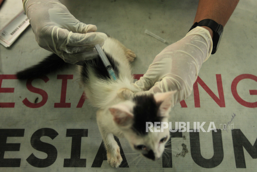 Petugas menyuntikan vaksin rabies kepada kucing (ilustrasi). Pemerintah Australia memberikan 400 ribu dosis vaksin rabies kepada Pemerintah Indonesia 