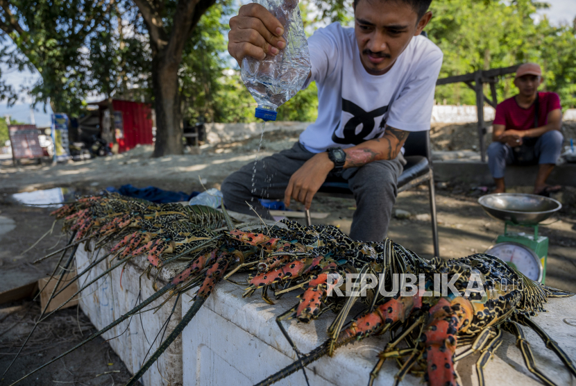 Pedagang membasahi lobster yang dijualnya di salah satu ruas jalan di Palu, Sulawesi Tengah, Kamis (28/10/2021). Pemerintah melalui Kementerian Kelautan dan Perikanan (KKP) menerbitkan Peraturan Menteri (Permen) Nomor 17 Tahun 2021 tentang Pengelolaan Lobster, Kepiting, dan Rajungan di Wilayah NKRI yang melarang ekspor benih lobster untuk menjamin ketersediaannya dalam budidaya di tanah air. 