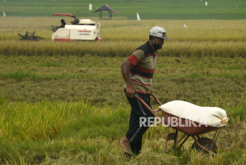 Petani membawa karung berisi gabah, Rabu (23/3/2022). Dinas Pertanian Kabupaten Mukomuko, Provinsi Bengkulu, menargetkan sebanyak 20 kelompok tani yang diusulkan sebagai calon penerima program rehabilitasi jaringan irigasi.