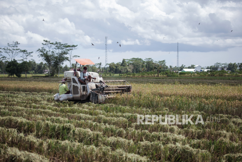 Farmers harvest rice using agricultural machinery (alsintan) in paddy fields, (illustration)