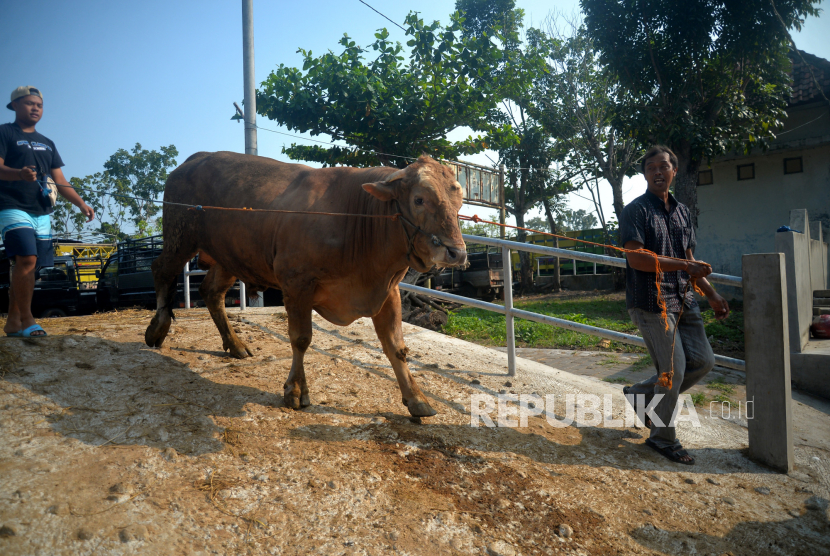 Pemilik menurunkan hewan ternak sapi di Pasar Hewan Ambarketawang, Sleman, Yogyakarta.