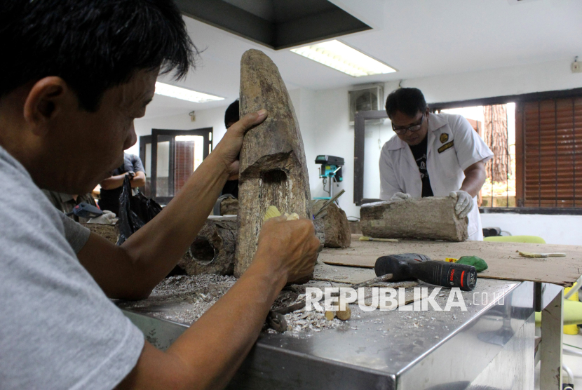 Melihat Penampakan Fosil Gading Gajah Purba Berusia 800 Ribu Tahun
