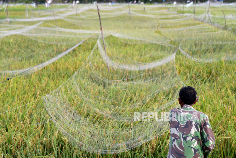 Petani memasang jaring pelindung tanaman padi di persawahan (ilustrasi). Luas panen padi Provinsi Lampung meningkat 17,2 persen.
