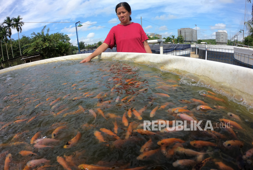 Warga memeriksa kondisi ikan nila berumur tiga minggu yang dibudidayakan menggunakan sistem bioflok (ilustrasi).Polres Sukabumi Kota membangun zona ketahanan pangan di masa pandemi Covid-19, termasuk budidaya perikanan air tawar. 