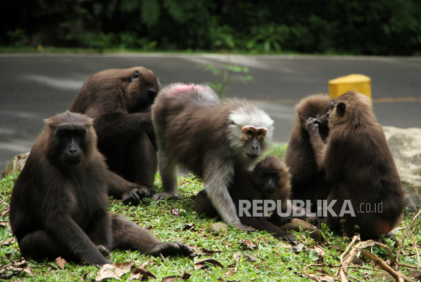 Sekelompok kera hitam Sulawesi (Macaca Maura) berkumpul di tepi jalan raya di Kabupaten Maros, Sulawesi Selatan, Kamis (27/10/2022). Kementerian Lingkungan Hidup  dan Kehutanan menyatakan kera endemik Sulawesi tersebut termasuk satwa terancam punah prioritas akibat tingginya tingkat degradasi hutan dan diklasifikasikan sebagai satwa langka Appendix II melalui konvensi internasional tentang Perdagangan Spesies Tumbuhan dan Satwa Liar (CITES). 