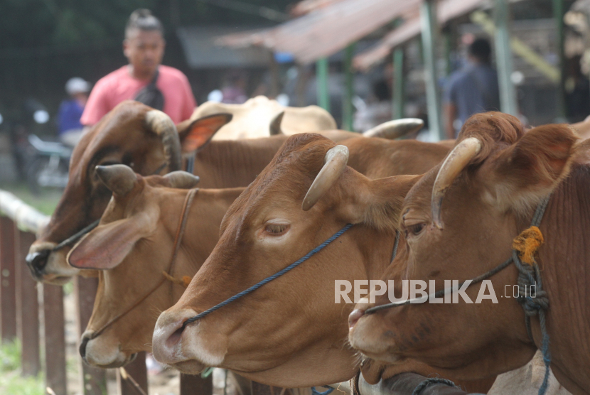 Peternak melintas di samping sapi yang dijual di pasar hewan (ilustrasi). Sebanyak 166 ekor sapi dan kerbau di Kabupaten Batanghari, Provinsi Jambi, terdaftar dalam program Asuransi Usaha Ternak Sapi/Kerbau sejak 2022 yang dijalankan PT Jasindo Jambi.