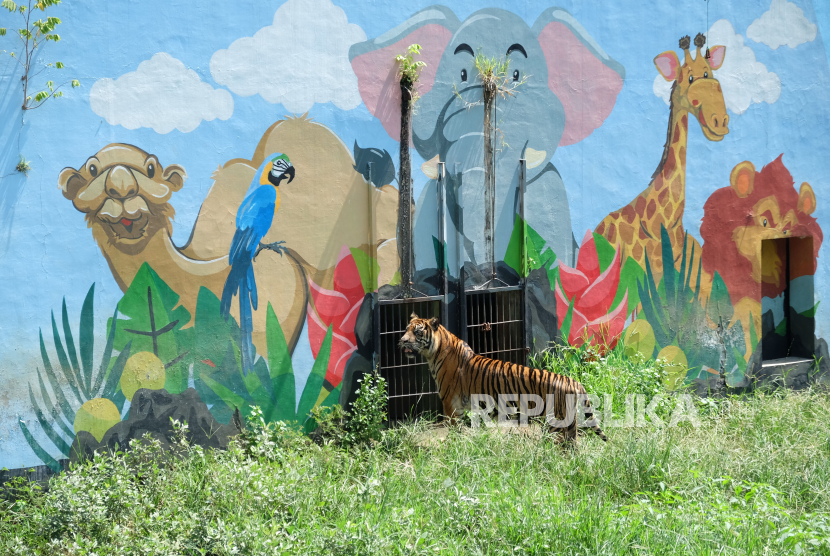 Harimau Sumatera (Panthera tigris sumatrae) di Taman Satwa Taru Jurug (TSTJ) Solo, Jawa Tengah, Sabtu (2/5/2020). Dokter hewan di TSTJ, Hammada Raudlowi menyebutan bahwa pihak pengelola TSTJ lebih intensif melakukan perawatan semua satwa dengan pemenuhan kebutuhan makanan dan tambahan multivitamin serta pembersihan kandang sselama status Kejadian Luar Biasa (KLB) Solo, untuk mematuhi anjuran pemerintah mencegah penyebaran COVID-19