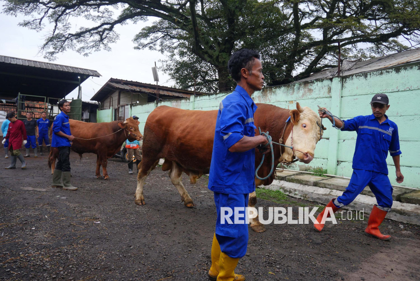 Prabowo Borong Hampir 1.000 Sapi Kurban, Ini Respons Peternak