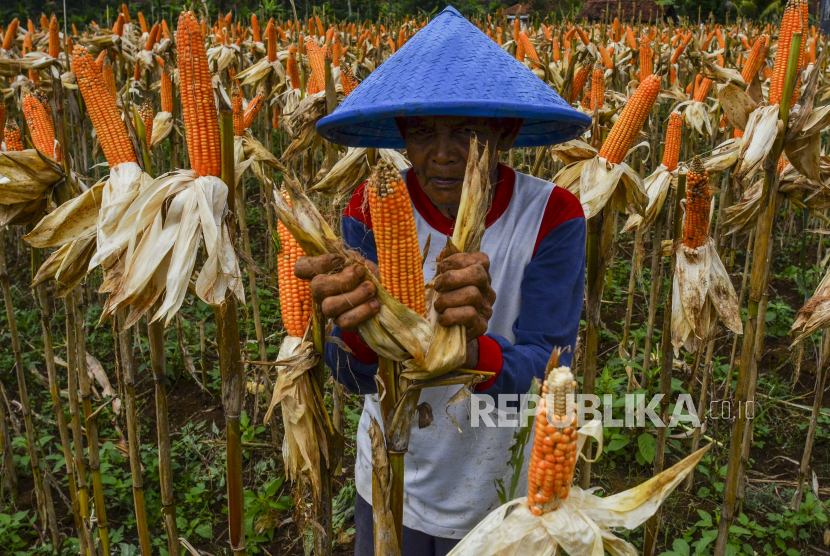 Petani mengeringkan jagung yang akan dipanen di Desa Handapherang, Kabupaten Ciamis, Jawa Barat, Jumat (10/7/2020). Menurut data Kementerian Pertanian produksi jagung sepanjang tahun 2020 diperkirakan mencapai 24,16 juta ton sedangkan kebutuhan jagung untuk pabrik pakan sebesar 8,5 juta ton dan untuk peternak sebesar 3,48 juta ton. 