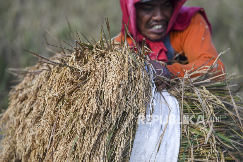 Petani mengangkat padi yang dipanen di areal persawahan Rorotan, Jakarta Utara, Kamis (14/7/2022) (ilustrasi). Badan Pusat Statistik (BPS) DKI menyebutkan produksi padi Jakarta pada 2002 menurun karena banjir di daerah ini sehingga perolehan gabah kering giling (GKG) sebesar 2.377 ton atau turun 911 ton dibandingkan 2021 sebanyak 3.249 ton.