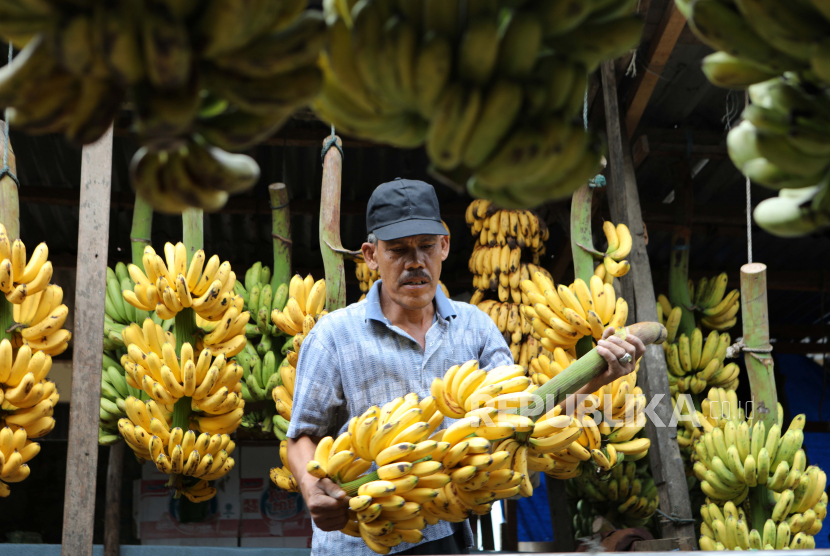  Seorang pria bekerja dan menjual pisang di pasar tradisional Lambaro, Aceh Besar.