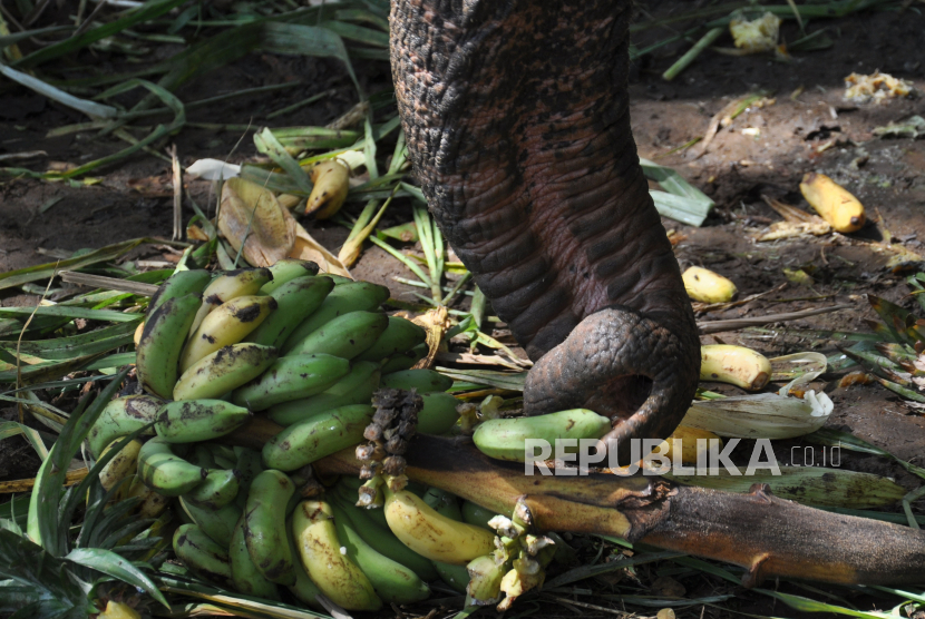 Seekor Gajah Sumatera makan pisang di Medan Zoo atau kebun binatang Medan, Sumatera Utara, Jumat (15/5/2020). Medan Zoo terus membuka program donasi bagi masyarakat yang ingin ikut serta dalam memenuhi kebutuhan pakan satwa selama pandemi COVID-19
