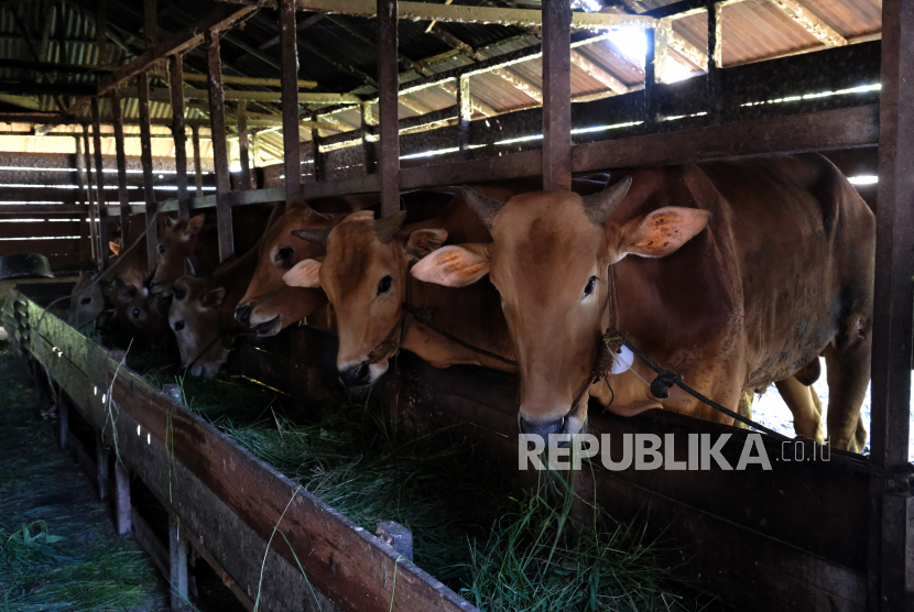 Dinas Pertanian dan Peternakan Kabupaten Lombok Tengah, Provinsi Nusa Tenggara Barat (NTB) mencatat hingga saat ini ternak, yakni sapi, kerbau dan kambing yang dinyatakan sembuh dari paparan penyakit mulut dan kuku (PMK) di daerah itu mencapai 19 ribu ekor.