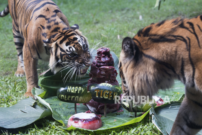 Dua Harimau Sumatera (Panthera tigris sumatrae) bernama Sean (kiri) dan Pandeka (kanan) berebut daging yang dipersiapkan di halaman kandangnya saat peringatan Hari Harimau Sedunia di Bali Zoo, Gianyar, Bali, Selasa (28/72020). Kegiatan tersebut sekaligus untuk memulihkan insting harimau berburu mangsa setelah beberapa bulan kebun binatang itu tutup karena wabah COVID-19. 