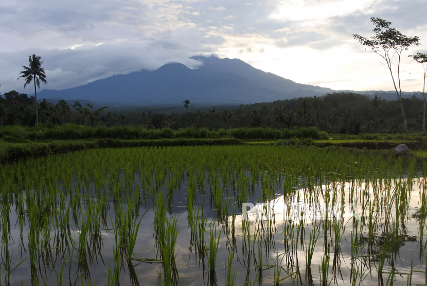 Gunung Raung (3.332 mdpl) terlihat dari Desa Gunung Malang, Sumberjambe, Jember, Jawa Timur.