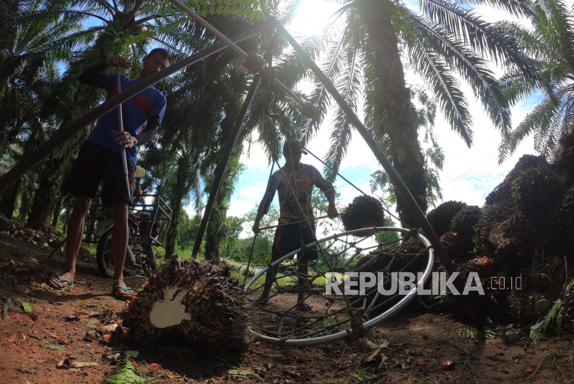 Pekerja menimbang tandan buah segar (TBS) kelapa sawit usai dipanen di Tebo Ilir, Tebo, Jambi (ilustrasi). Setahun sebelum berakhirnya moratorium sawit, industri sawit di Indonesia masih terhambat pada penundaan dan evaluasi perizinan. 