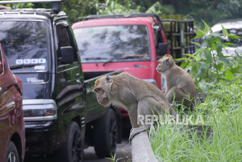 Monyet berkeliaran di jalan Bandung. Kawanan monyet terlihat di Sorokan Jeruk diduga menuju hutan Perhutani di Cicalengka.