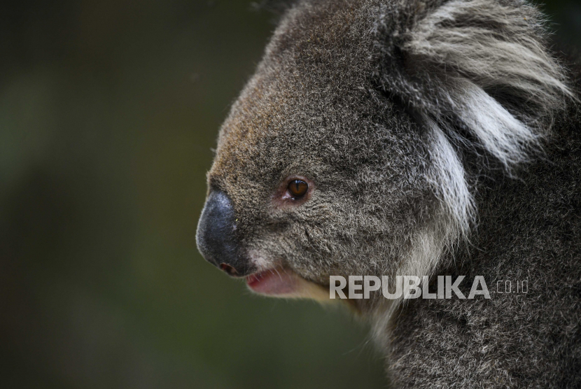  Seekor koala terlihat di Tidbinbilla Nature Reserve dekat Canberra, Australia, 24 November 2020. Australia telah menetapkan koala sebagai spesies yang terancam punah. 