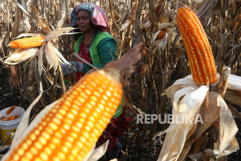Petani memanen jagung kualitas unggul (ilustrasi). Perum Bulog menyatakan telah menyerap 17 ribu ton jagung produksi dalam negeri.