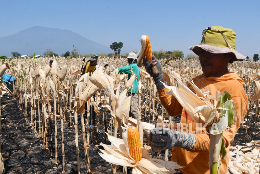 Petani memanen jagung di Kedungguwo, Sukomoro, Magetan, Jawa Timur, Kamis (5/10/2023). Jagung adalah salah satu bahan pakan ayam.