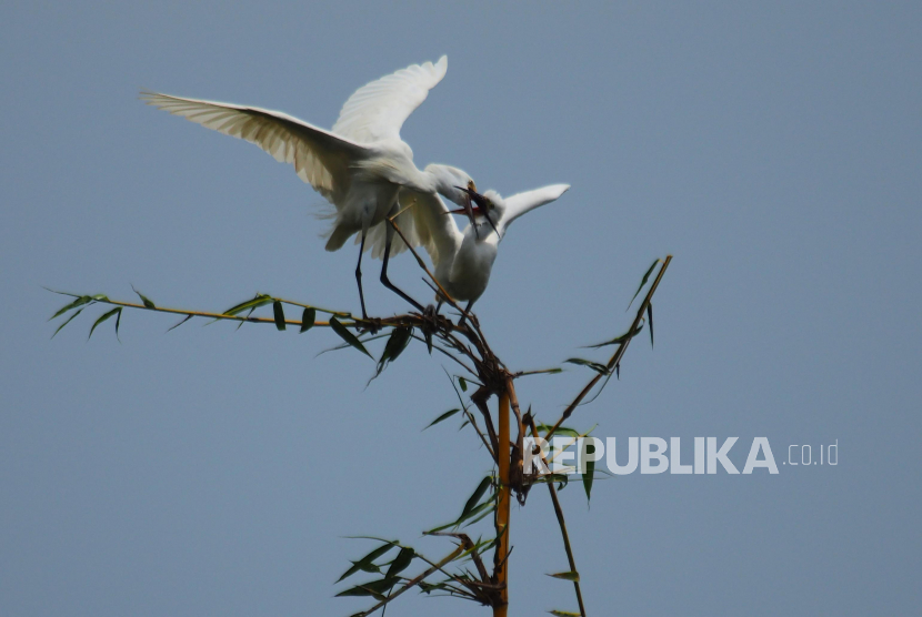 Perubahan Iklim Geser Siklus Hidup Musiman Satwa Liar Dunia