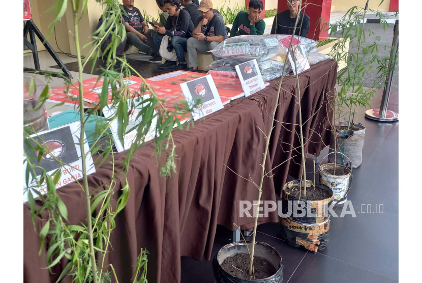 Barang bukti tanaman ganja yang disita Polresta Bandung saat Operasi Antik Lodaya 2023 diperlihatkan di Markas Polresta Bandung, Kamis (3/8/2023).