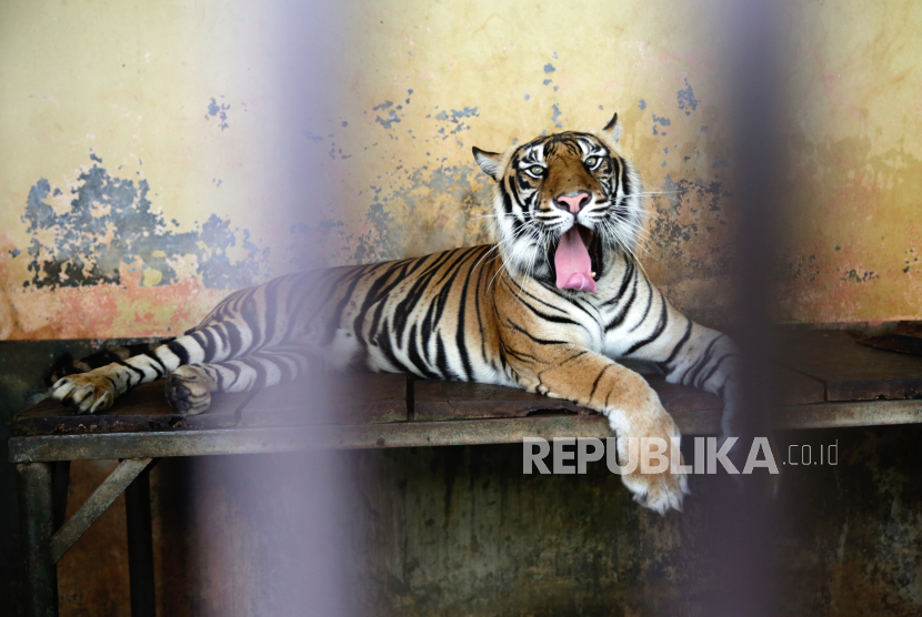 Seekor harimau jantan, Tina beristirahat di dalam kandang setelah menjalani tes swab Covid-19 di Kebun Binatang Ragunan di Jakarta, Indonesia, 02 Agustus 2021.