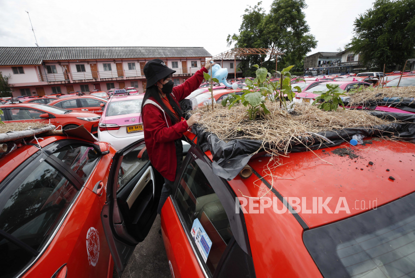 Anggota staf perusahaan taksi Thailand memercikkan air untuk menanam sayuran di mobil taksi bekas yang tidak terpakai yang diparkir di Koperasi Taksi Ratchaphruek di Bangkok, Thailand, 14 September 2021.