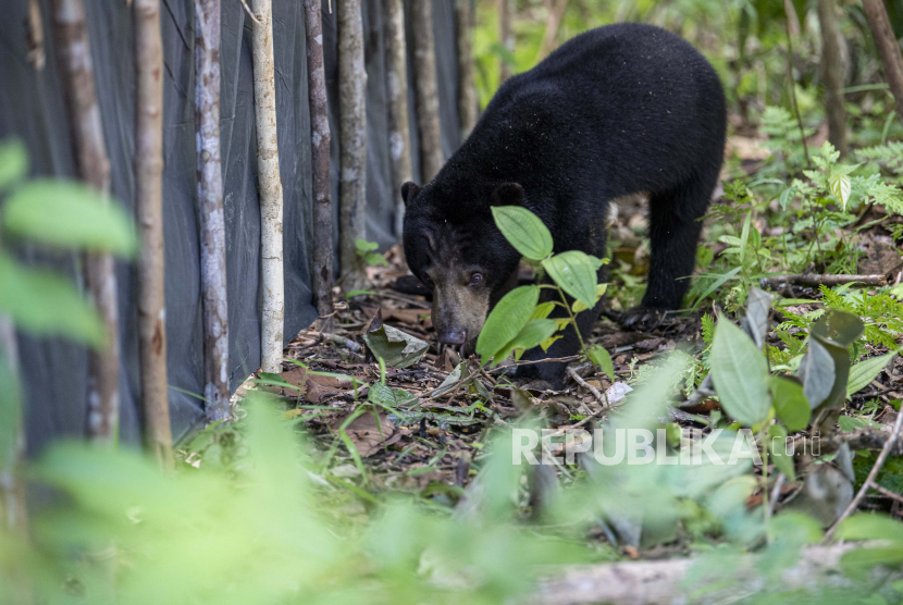 Seekor Beruang madu (Helarctos malayanus) mencari makan usai dilepasliarkan di Kawasan Suaka Margasatwa (SM) Dangku, Musi Banyuasin (Muba), Sumatera Selatan, Rabu (29/6/2022). 