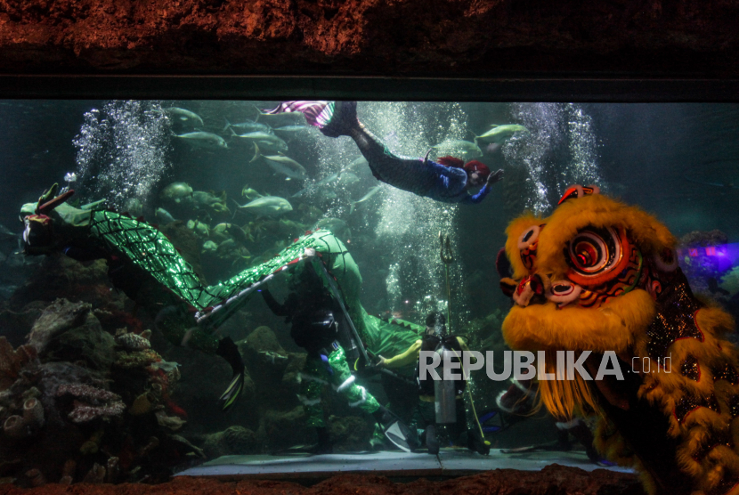 Penyelam mengenakan kostum naga beraksi dalam pertunjukan bertajuk Ancol Lunar Festival di Sea World Ancol Taman Impian, Jakarta Utara, Kamis (8/2/2024). 