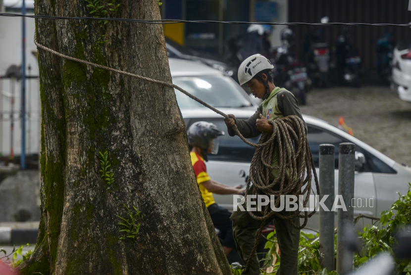 Petugas menyangkutkan tali pada pohon di Jalan Raya Pajajaran, Kota Bogor, Jawa Barat. Sepanjang Januari 2023, Badan Penanggulangan Bencana Daerah (BPBD) Kota Bogor mencatat ada 24 kejadian alam di Kota Bogor. Sebagian besar bencana alam didominasi oleh pohon tumbang.