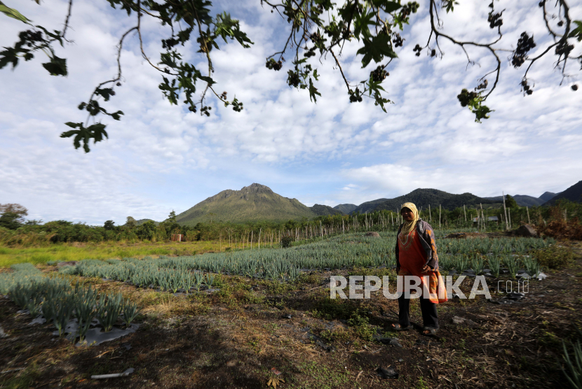  Seorang petani bekerja di ladang bawang merah dan tomat di desa Bale Atu, Bener Meriah, Aceh, Selasa (14/9). Pada Agustus 2021, pemerintah mencatat pendapatan negara sebesar Rp 1.177,61 triliun atau 67,54 persen dari target. 